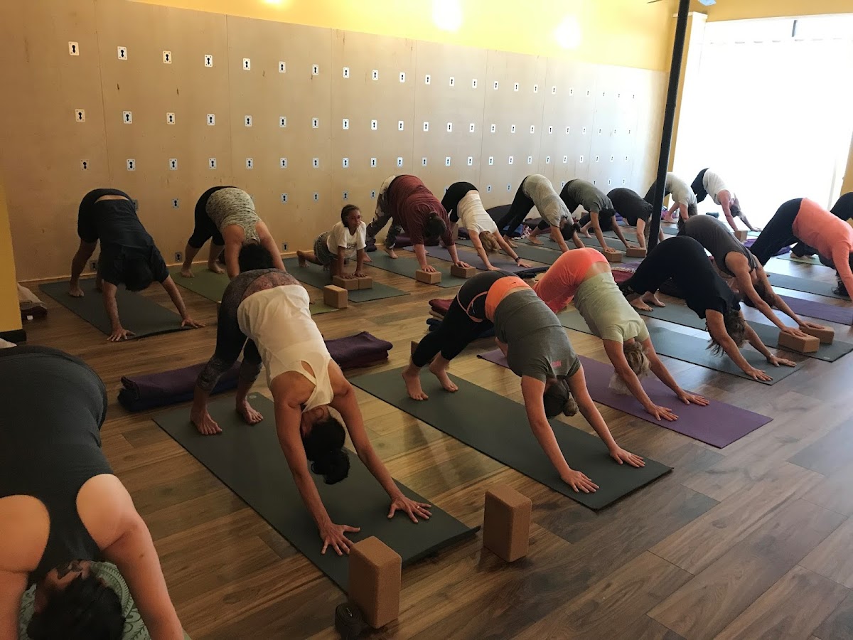 Austin Yoga Tree